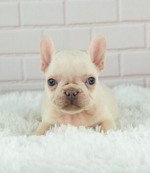 Dexter