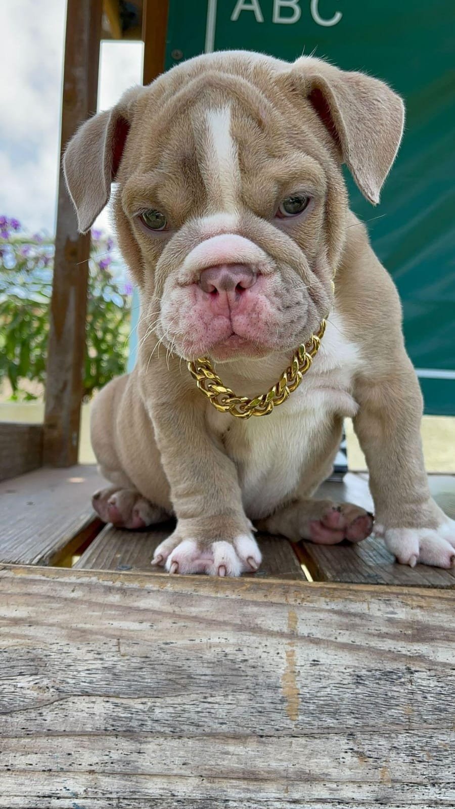 Rex