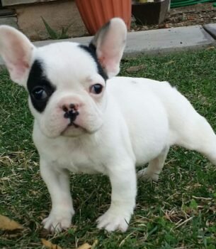 Brody
