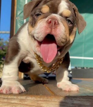 Arnie