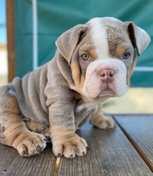 Boomer