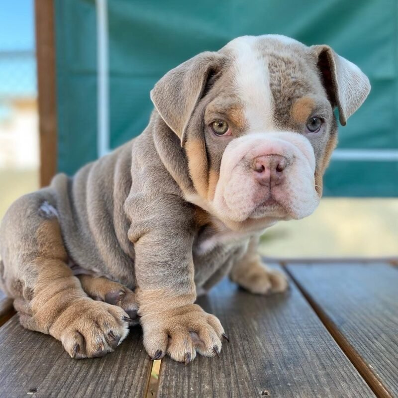 Boomer