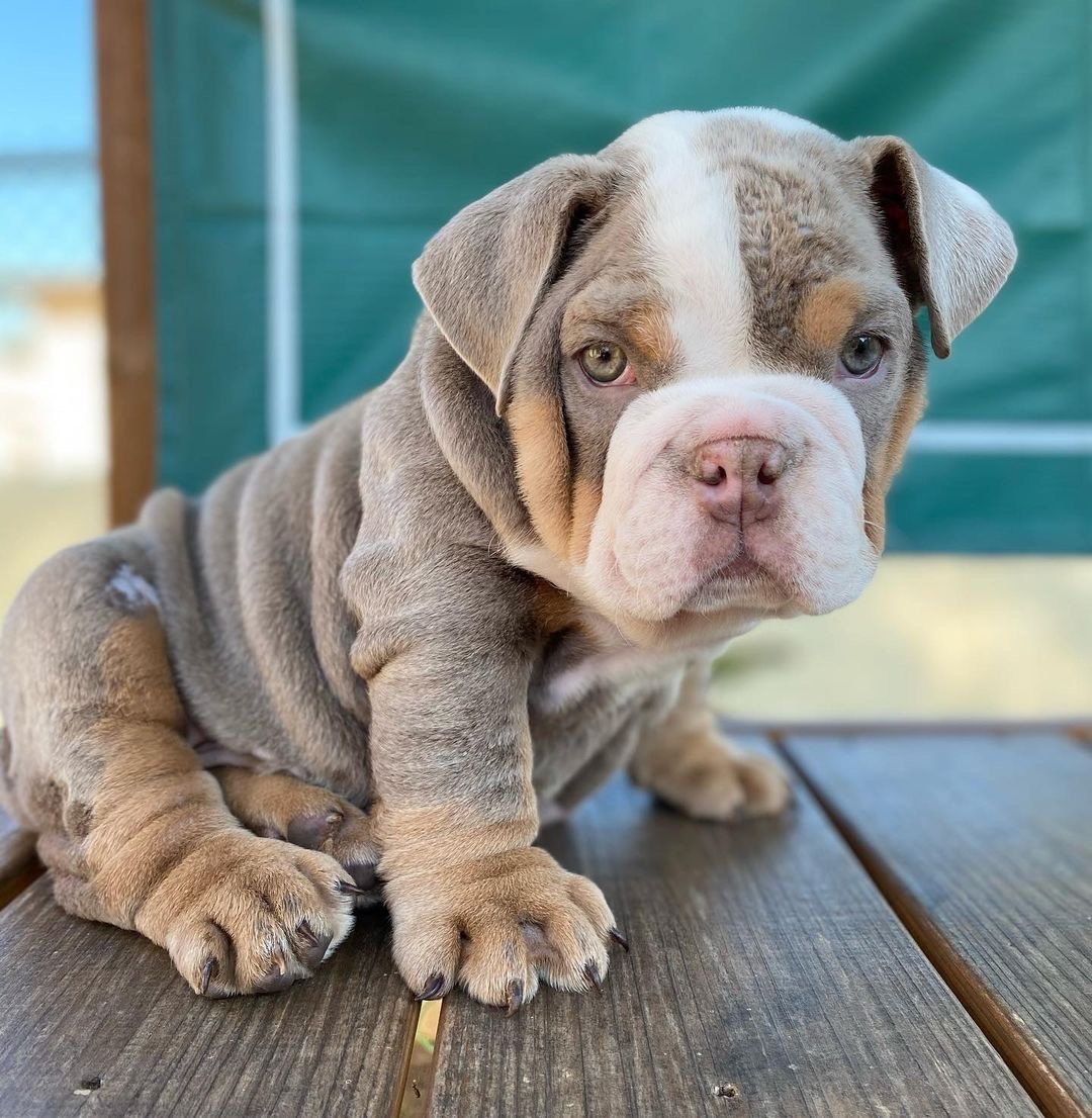 Boomer