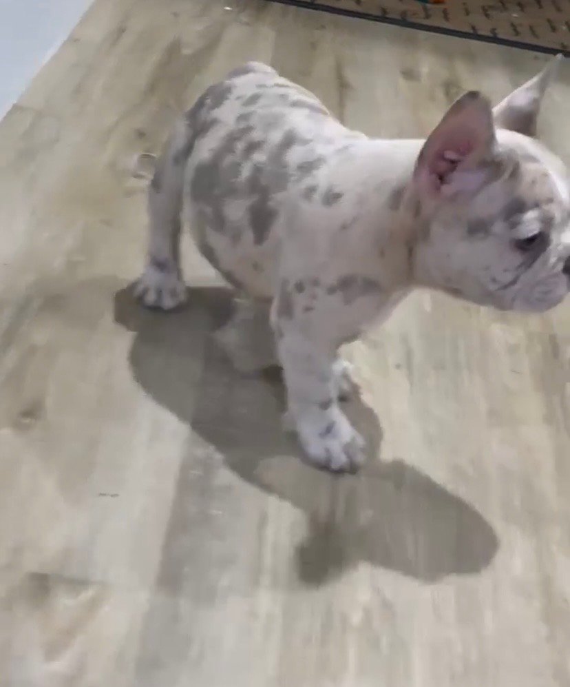 Bruno - Image 3