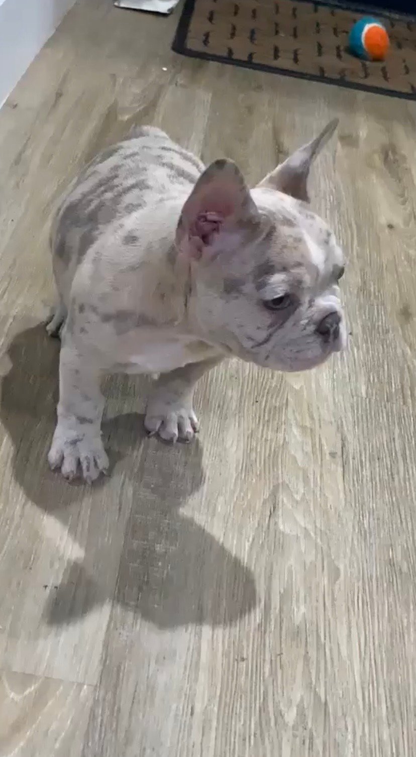 Bruno - Image 2