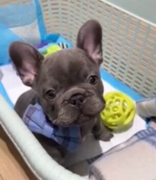 Milo