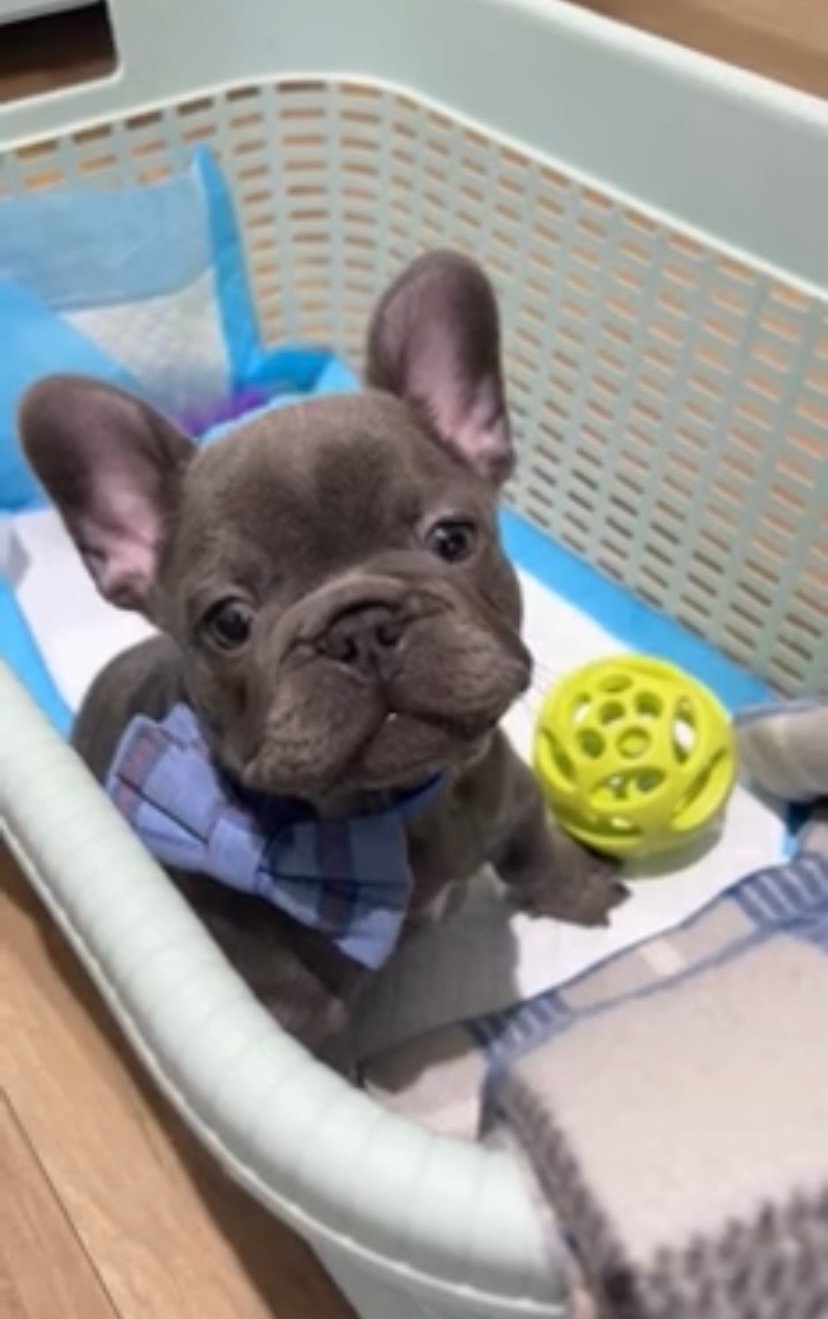 Milo - Image 2