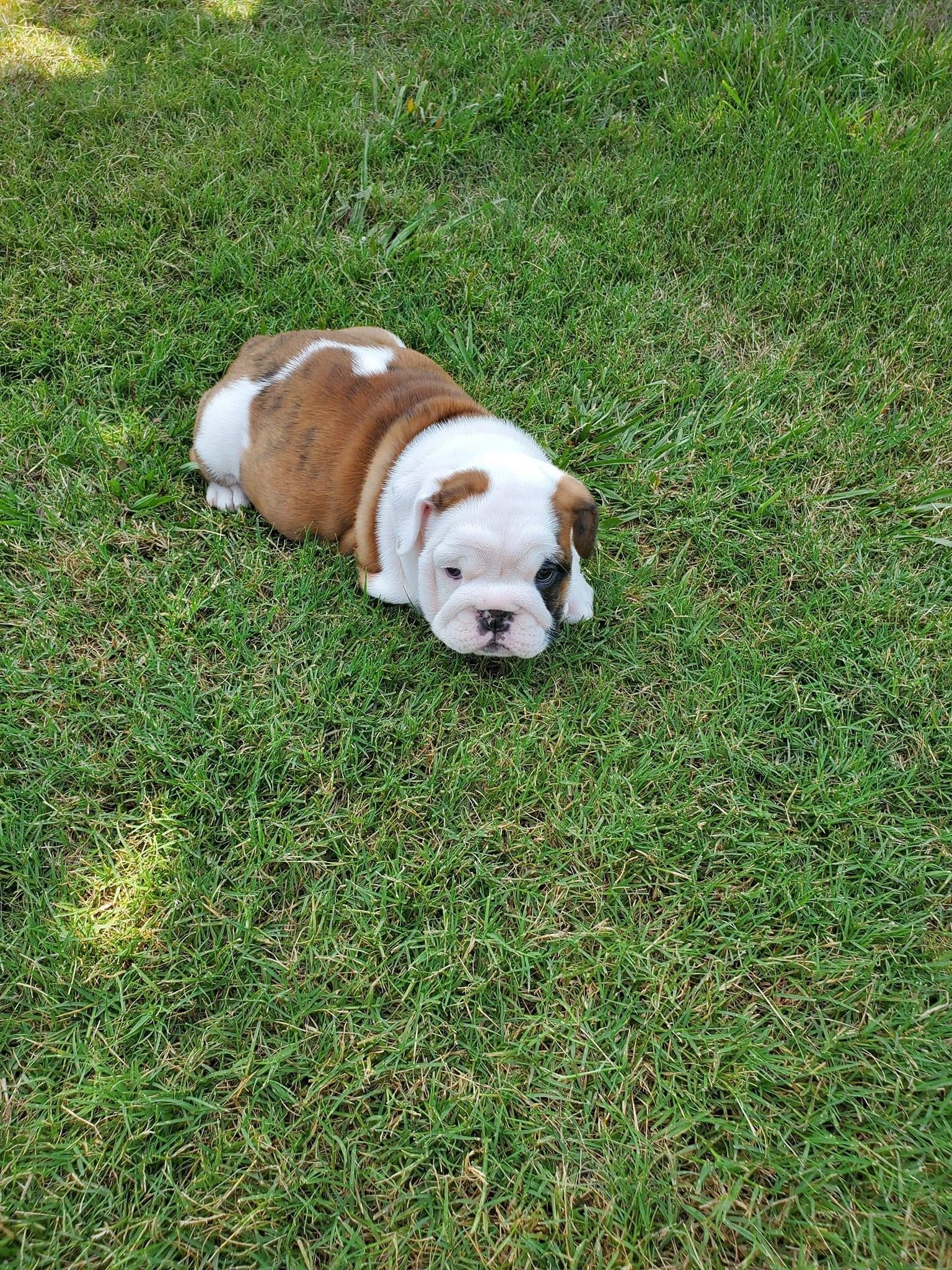 Abby - Image 2