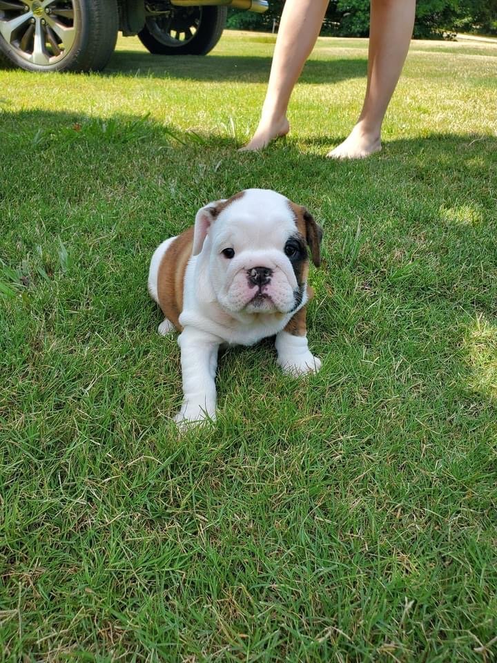 Abby - Image 4
