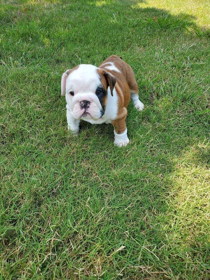 Abby - Image 5