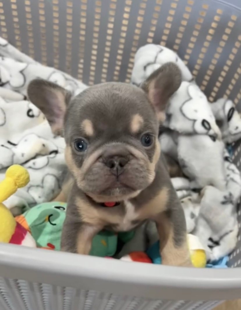 Lola