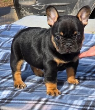 Pablo