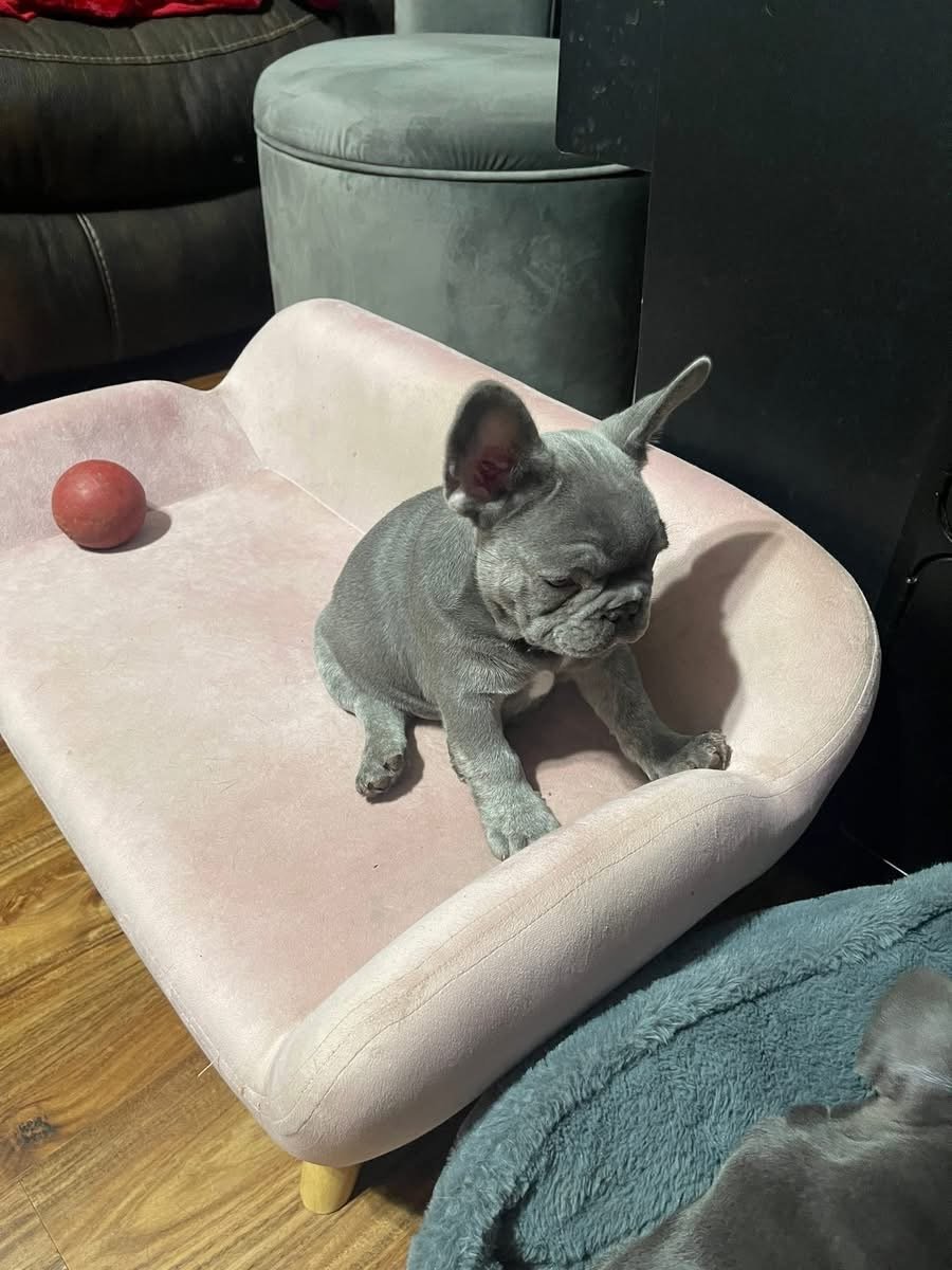 Suzie - Image 5