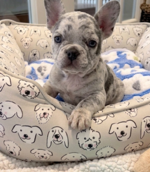 Billy