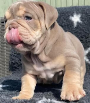 Jax