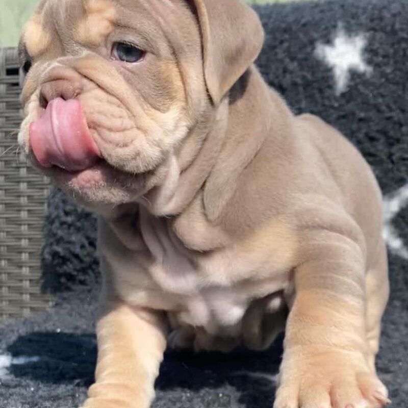 Jax