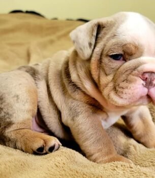 Lulu