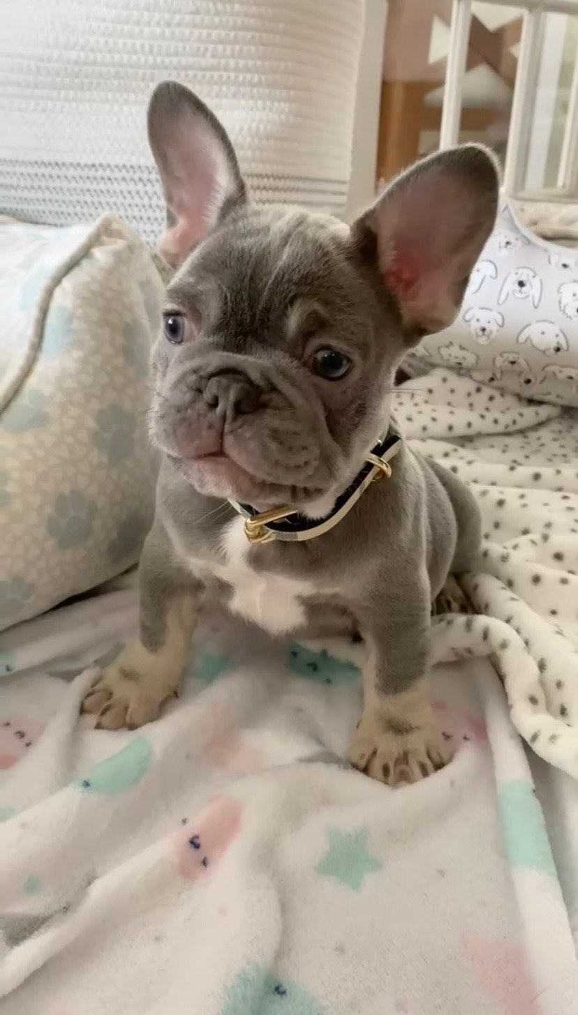 Max - Image 2