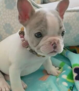 Bella