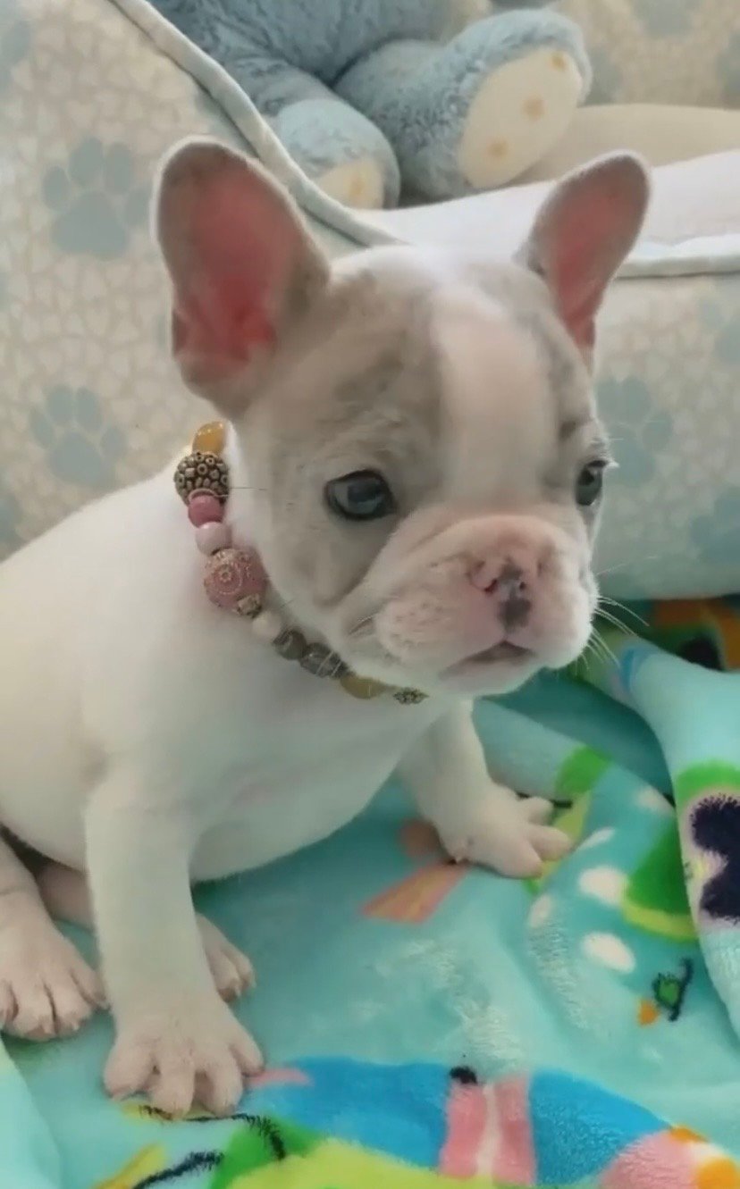 Bella