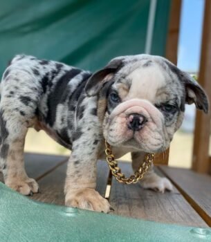 Duke