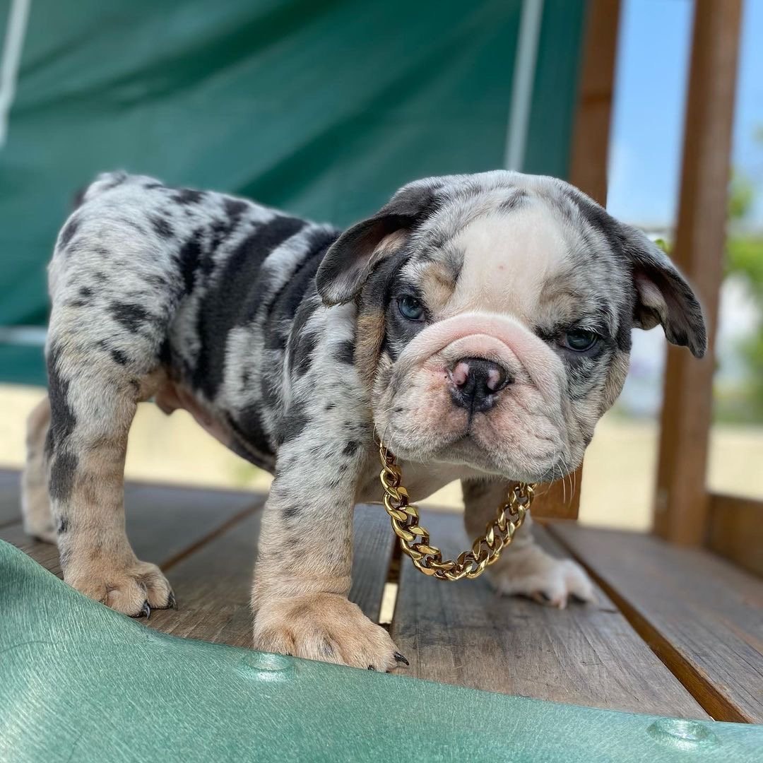 Duke