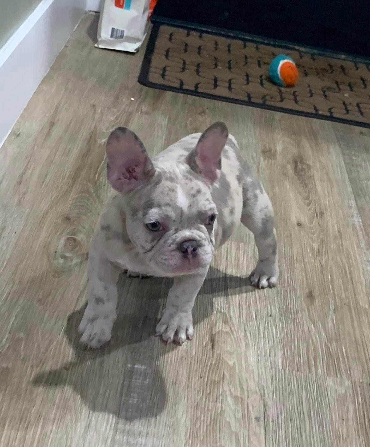 Bruno - Image 5