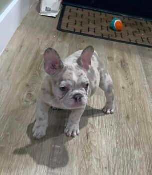 Bruno