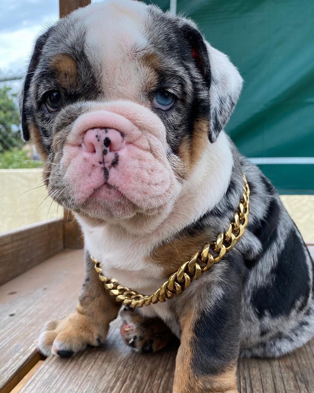 Gus - Image 2