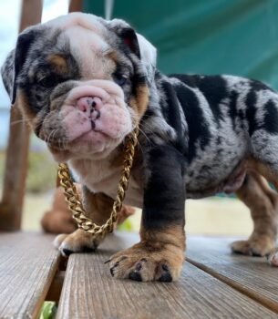 Gus