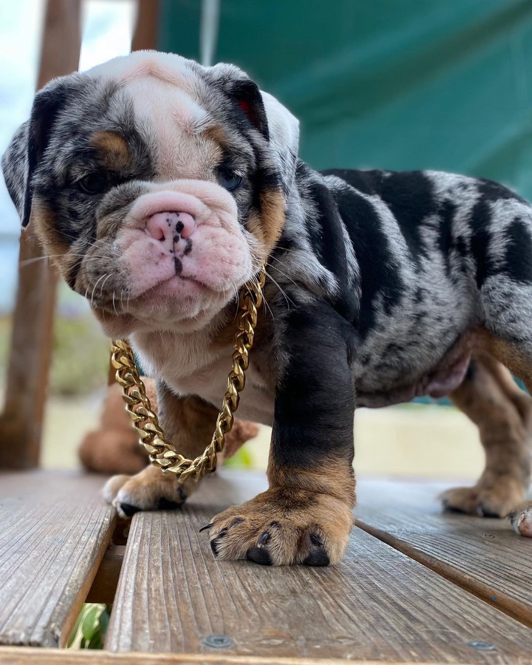 Gus