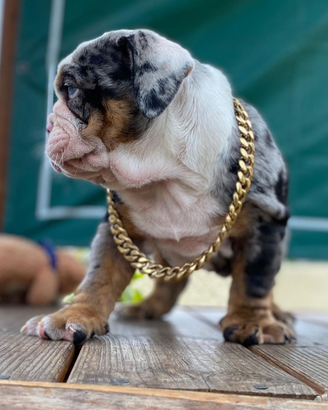 Gus - Image 5