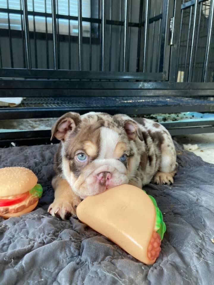 Baby